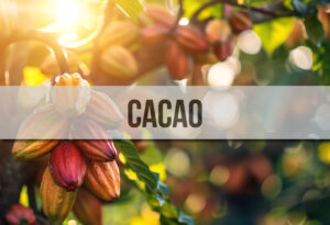 Des fèves de cacao sur un cacaoyer et un bandeau au premier plan où il est écrit "Cacao".