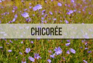 Un champ de chicorée en fleur et un bandeau au premier plan où il est écrit "Chicorée".