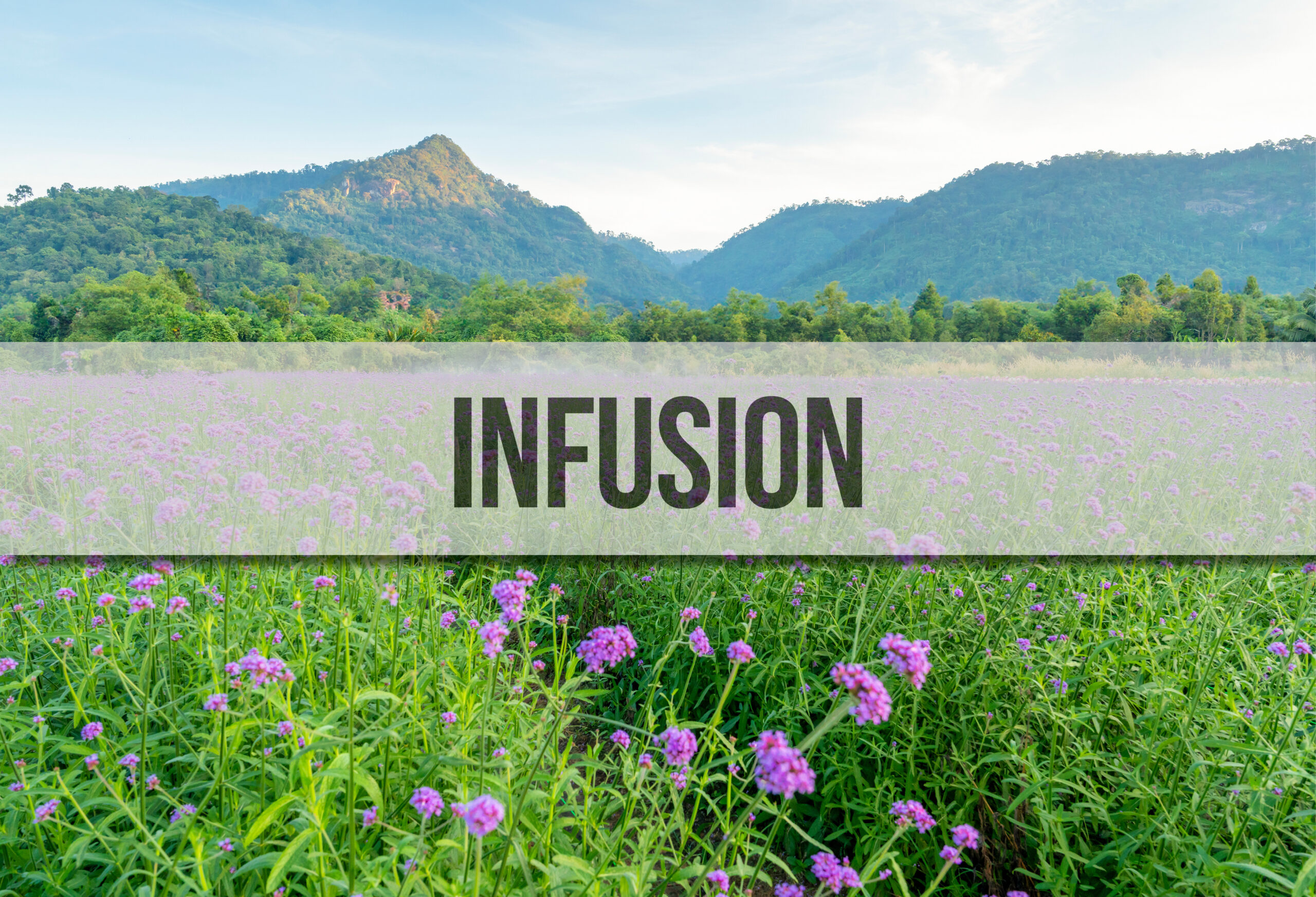 Des champs de verveine dans un paysage montagneux et un bandeau au premier plan où il est écrit "Infusion".