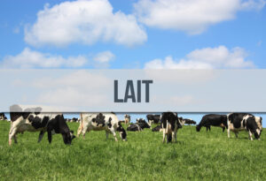 Des vaches laitières holstein et un bandeau au premier plan où il est écrit "Lait".